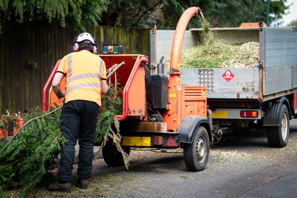 How Our Tree Care Process Works  in  Greenville, TX